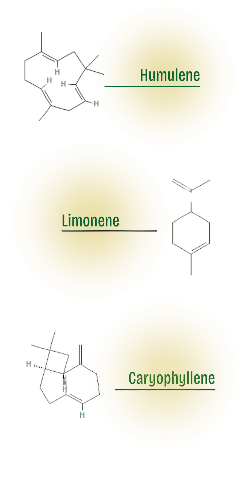 Top Appetite Suppressant Terpenes to Consider